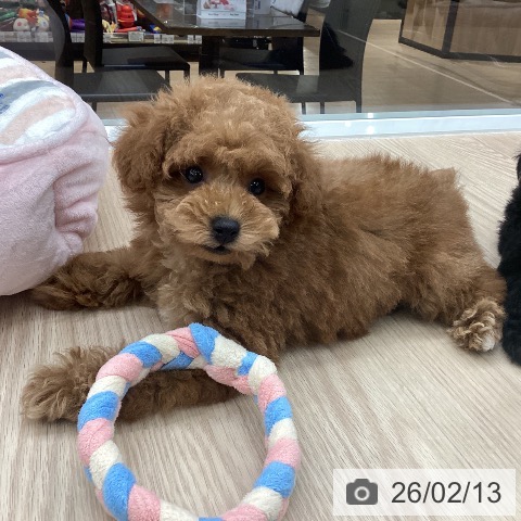 石川県のトイプードル(トイ) (ペットプラス 白山店/2025年12月11日生まれ/男の子/オレンジフォーン)の子犬の4枚目の画像