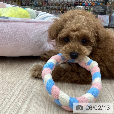 石川県のトイプードル(トイ) (ペットプラス 白山店/2025年12月11日生まれ/男の子/オレンジフォーン)の子犬の3枚目の画像