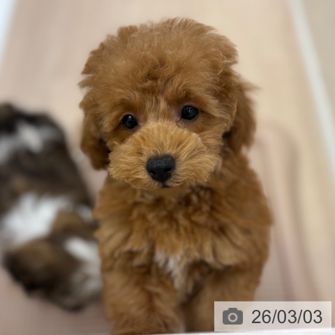 石川県のトイプードル(トイ) (ペットプラス 白山店/2025年12月11日生まれ/男の子/オレンジフォーン)の子犬の3枚目の画像