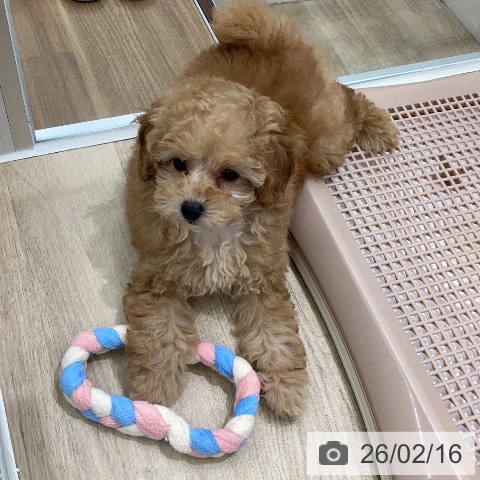 岐阜県のトイプードル(トイ) (ペットプラス 各務原店/2025年12月11日生まれ/女の子/オレンジフォーン)の子犬の4枚目の画像