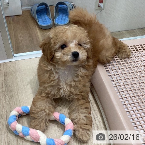 岐阜県のトイプードル(トイ) (ペットプラス 各務原店/2025年12月11日生まれ/女の子/オレンジフォーン)の子犬の3枚目の画像