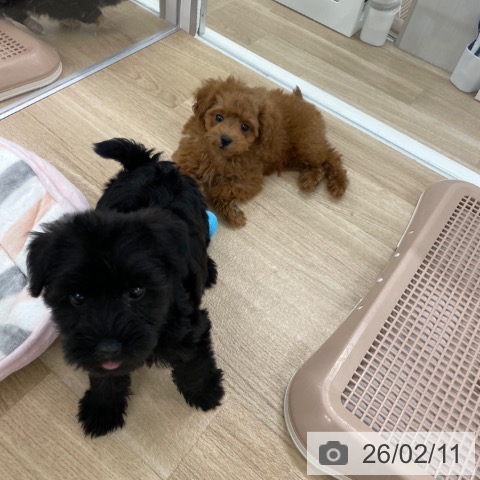 福岡県のトイプードル(トイ) (ペットプラス 八幡東店/2025年12月3日生まれ/男の子/レッドフォーン)の子犬の4枚目の画像