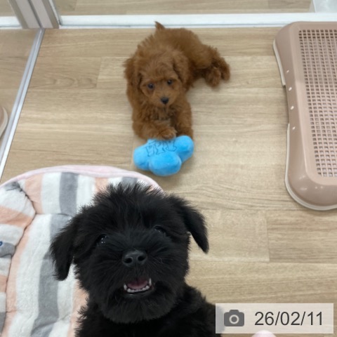 福岡県のトイプードル(トイ) (ペットプラス 八幡東店/2025年12月3日生まれ/男の子/レッドフォーン)の子犬の3枚目の画像