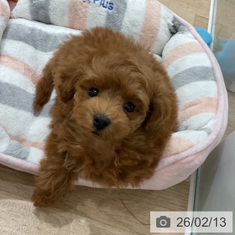 福岡県のトイプードル(トイ) (ペットプラス 八幡東店/2025年12月3日生まれ/男の子/レッドフォーン)の子犬の3枚目の画像