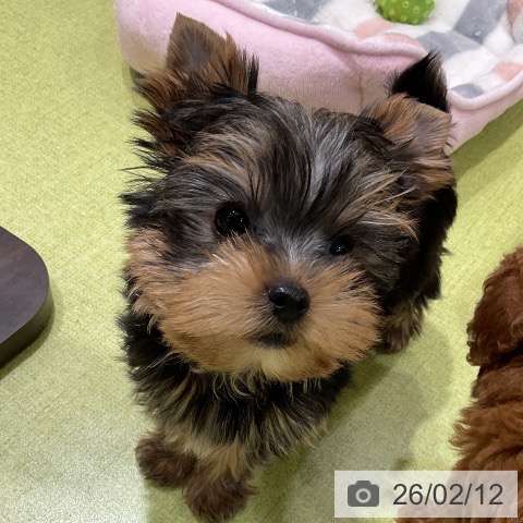 福岡県のヨークシャーテリア (ペットプラス 福岡店/2025年12月6日生まれ/男の子/スチールブルータン)の子犬の4枚目の画像