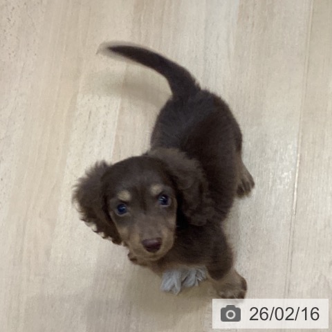 ミニチュア・ダックスフンドの写真