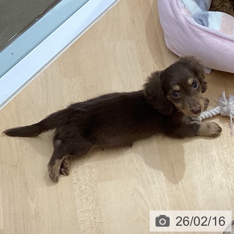 ミニチュア・ダックスフンドの写真