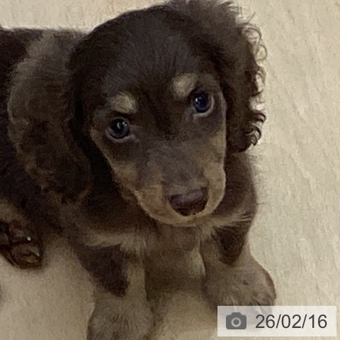 ミニチュア・ダックスフンドの写真