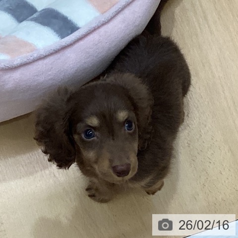 三重県のミニチュアダックスフンド(ロング) (ペットプラス 津南店/2025年12月12日生まれ/男の子/チョコレートタン)の子犬の4枚目の画像