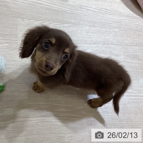 富山県のミニチュアダックスフンド(ロング) (ペットプラス 高岡店/2025年12月12日生まれ/男の子/チョコレートタン)の子犬の4枚目の画像