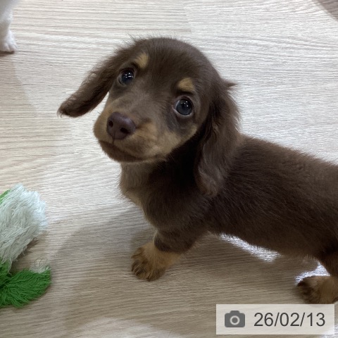 富山県のミニチュアダックスフンド(ロング) (ペットプラス 高岡店/2025年12月12日生まれ/男の子/チョコレートタン)の子犬の3枚目の画像