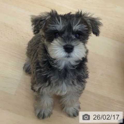 熊本県のミニチュアシュナウザー (ペットプラス 熊本店/2025年12月12日生まれ/女の子/ソルトペッパー)の子犬の4枚目の画像