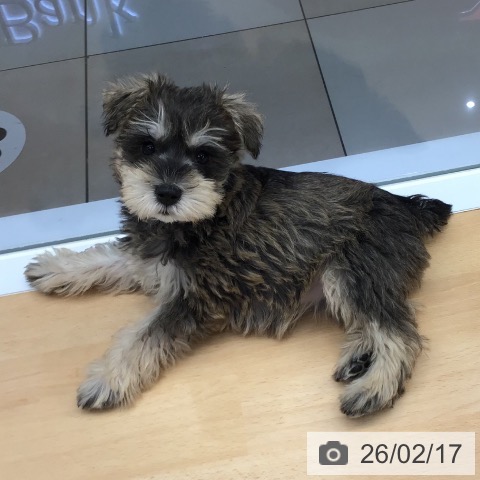 熊本県のミニチュアシュナウザー (ペットプラス 熊本店/2025年12月12日生まれ/女の子/ソルトペッパー)の子犬の3枚目の画像