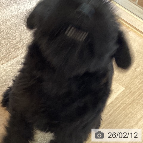 ミニチュア・シュナウザーの写真