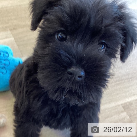 ミニチュア・シュナウザーの写真