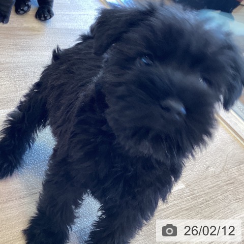 ミニチュア・シュナウザーの写真