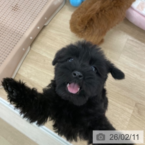 ミニチュア・シュナウザーの写真