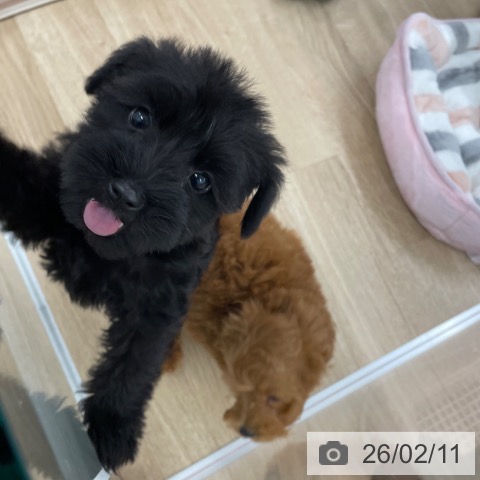 ミニチュア・シュナウザーの写真