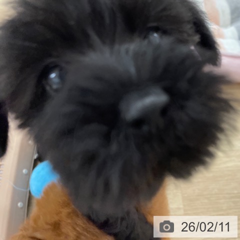 ミニチュア・シュナウザーの写真