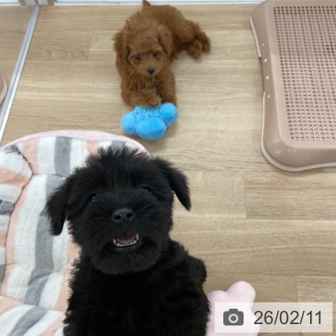 ミニチュア・シュナウザーの写真