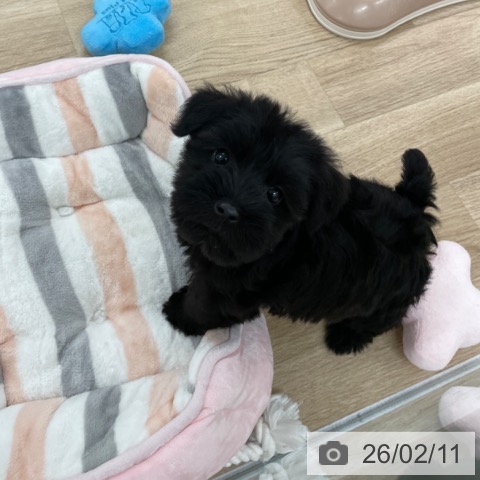 ミニチュア・シュナウザーの写真