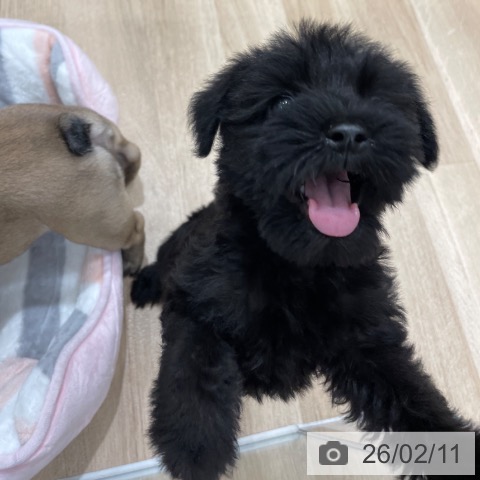 ミニチュア・シュナウザーの写真