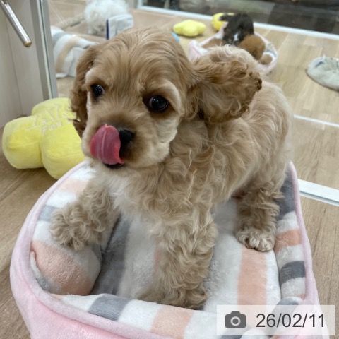 アメリカン・コッカー・スパニエルの写真