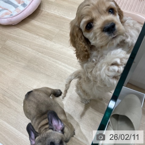 アメリカン・コッカー・スパニエルの写真