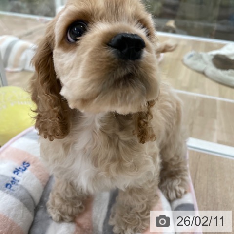 アメリカン・コッカー・スパニエルの写真