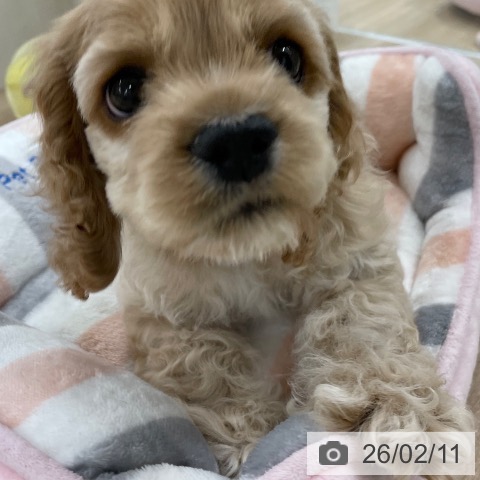 アメリカン・コッカー・スパニエルの写真