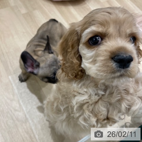 アメリカン・コッカー・スパニエルの写真