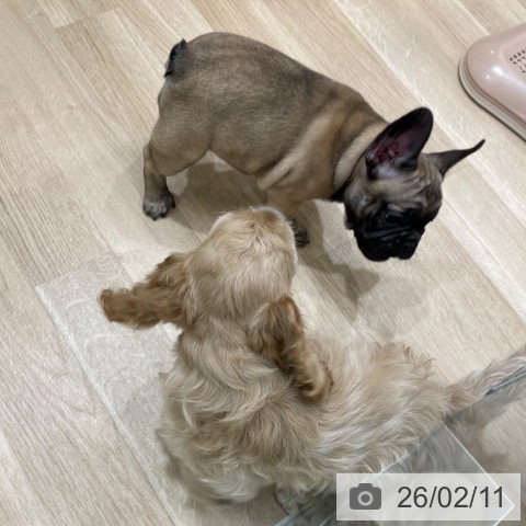 アメリカン・コッカー・スパニエルの写真