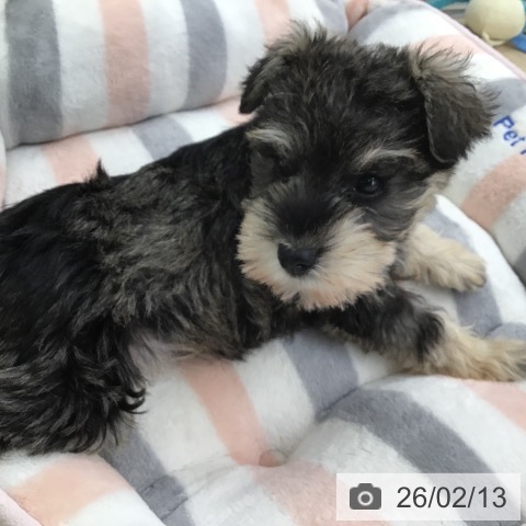 福岡県のミニチュアシュナウザー (ペットプラス 春日店/2025年12月11日生まれ/女の子/ソルトペッパー)の子犬の4枚目の画像