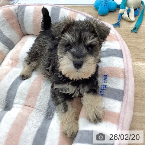 福岡県のミニチュアシュナウザー (ペットプラス 春日店/2025年12月11日生まれ/女の子/ソルトペッパー)の子犬の4枚目の画像