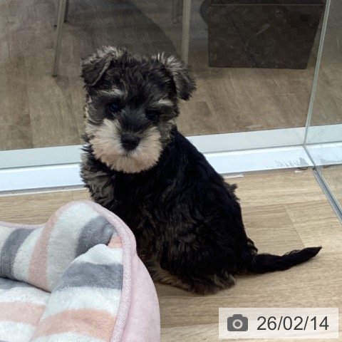 福岡県のミニチュアシュナウザー (ペットプラス 春日店/2025年12月11日生まれ/女の子/ソルトペッパー)の子犬の3枚目の画像