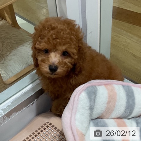 福岡県のトイプードル(トイ) (ペットプラス 小倉南店/2025年12月8日生まれ/男の子/オレンジフォーン)の子犬の3枚目の画像