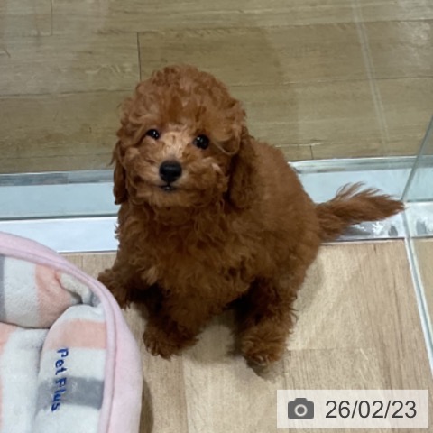 福岡県のトイプードル(トイ) (ペットプラス 小倉南店/2025年12月8日生まれ/男の子/オレンジフォーン)の子犬の4枚目の画像