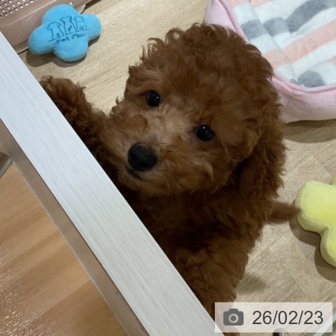 福岡県のトイプードル(トイ) (ペットプラス 小倉南店/2025年12月8日生まれ/男の子/オレンジフォーン)の子犬の3枚目の画像