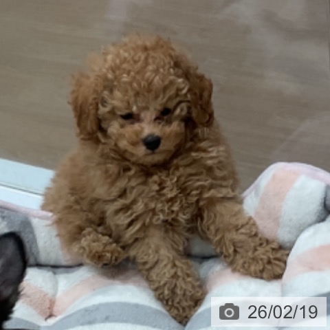 愛知県のトイプードル(トイ) (ペットプラス 東浦店/2025年12月11日生まれ/男の子/アプリコット)の子犬の4枚目の画像