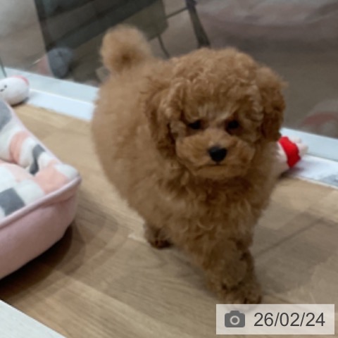 愛知県のトイプードル(トイ) (ペットプラス 東浦店/2025年12月11日生まれ/男の子/アプリコット)の子犬の3枚目の画像