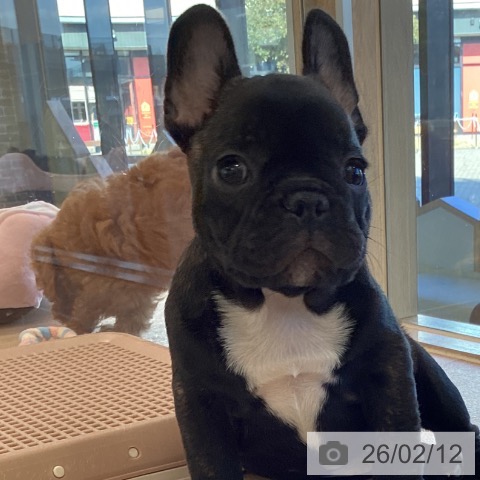 フレンチ・ブルドッグの写真