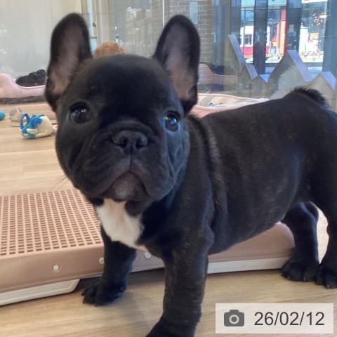 フレンチ・ブルドッグの写真