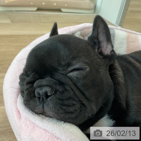 福岡県のフレンチブルドッグ (ペットプラス ららぽーと福岡店/2025年12月12日生まれ/男の子/ブリンドル)の子犬の4枚目の画像