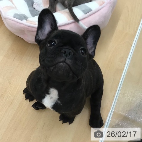 熊本県のフレンチブルドッグ (ペットプラス 熊本店/2025年12月12日生まれ/女の子/ブリンドル)の子犬の4枚目の画像
