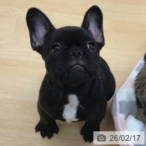 熊本県のフレンチブルドッグ (ペットプラス 熊本店/2025年12月12日生まれ/女の子/ブリンドル)の子犬の3枚目の画像