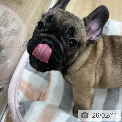 フレンチ・ブルドッグの写真