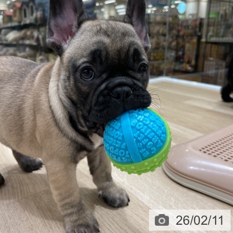 フレンチ・ブルドッグの写真