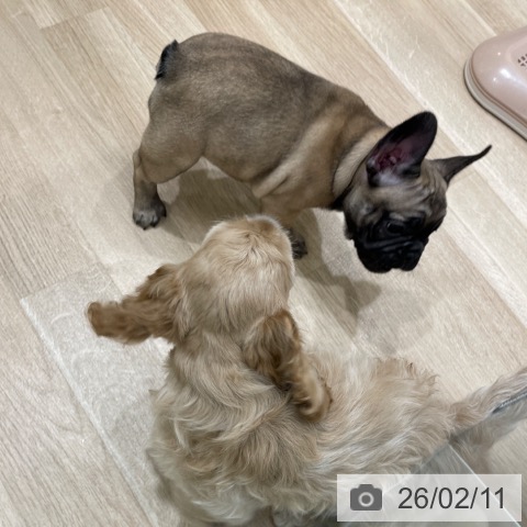 フレンチ・ブルドッグの写真