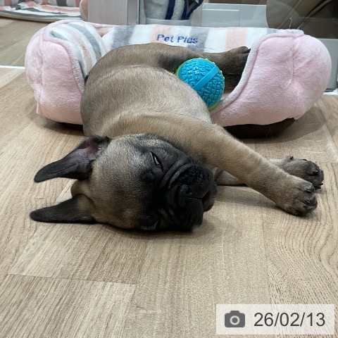 福岡県のフレンチブルドッグ (ペットプラス 八幡東店/2025年12月12日生まれ/女の子/フォーン)の子犬の3枚目の画像