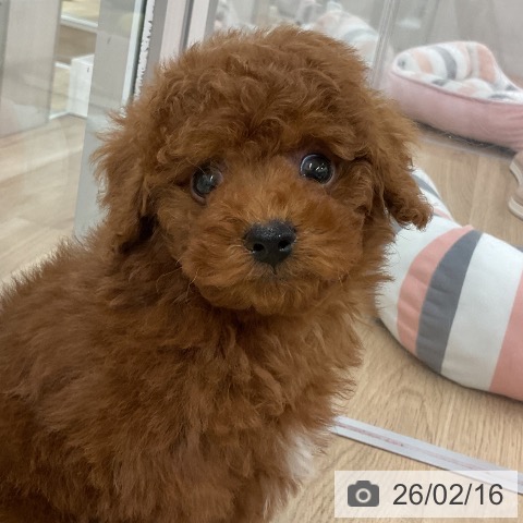 福岡県のトイプードル(トイ) (ペットプラス 八幡東店/2025年12月15日生まれ/男の子/レッド)の子犬の3枚目の画像